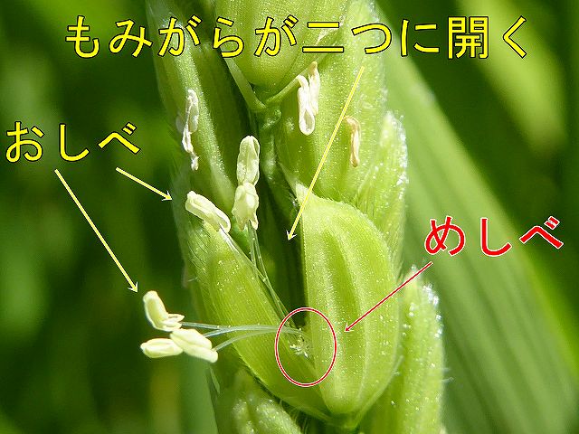 お米の開花状態
