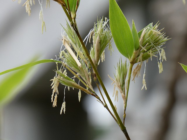 竹の花の花びら