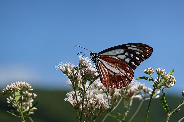 ヒョウモン蝶がアサギマダラを攻撃 長野県諏訪市の飛来地アサギマダラの郷