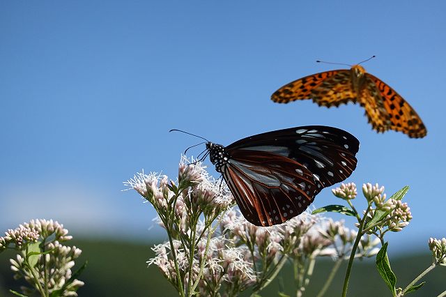 ヒョウモン蝶がアサギマダラを攻撃 長野県諏訪市の飛来地アサギマダラの郷