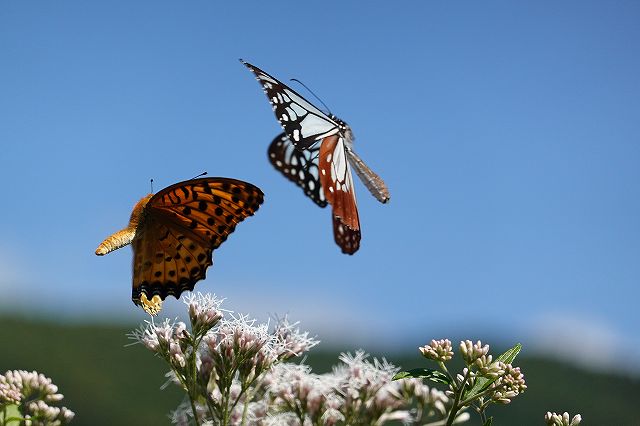 ヒョウモン蝶がアサギマダラを攻撃、長野県諏訪市の飛来地アサギマダラの郷