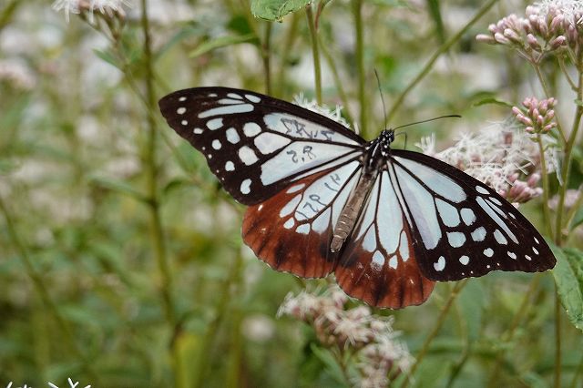 諏訪市に飛来したアサギマダラでマーキングの蝶を発見