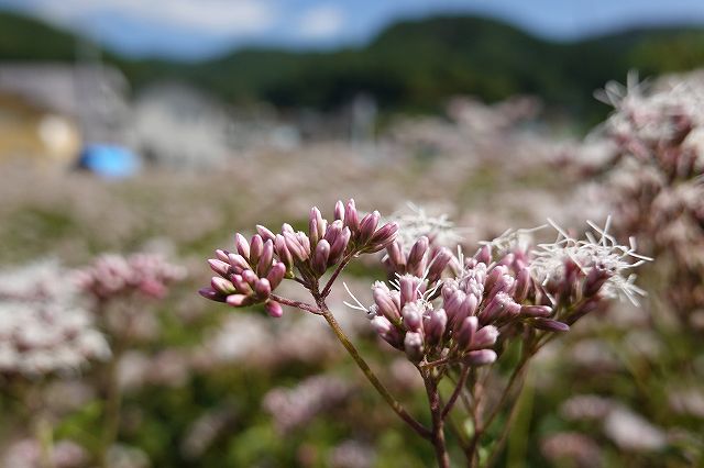 アサギマダラ飛来地で諏訪市のフジバカマの花