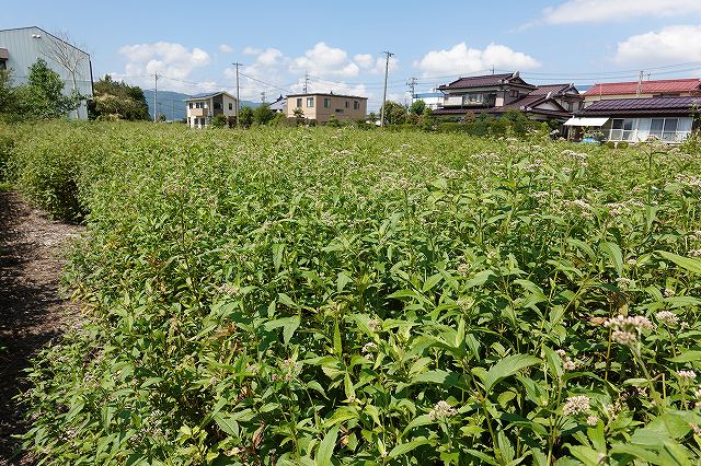 フジバカマ畑