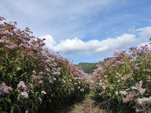 フジバカマの花