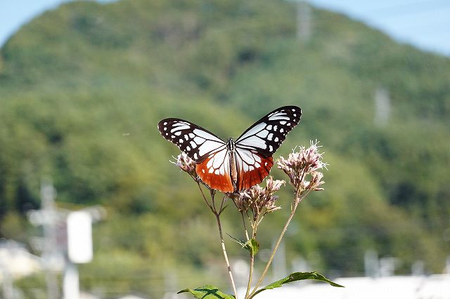 諏訪市飛来地のアサギマダラ