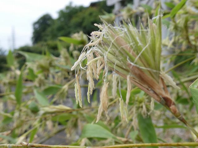 竹の花