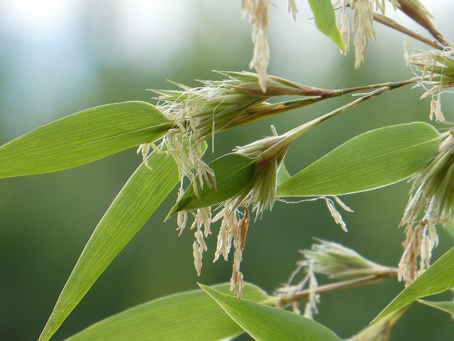 竹の花