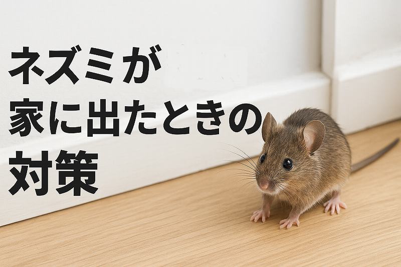ネズミが家にでた時